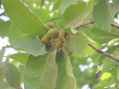Madhuca longifolia