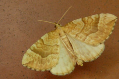 Eulithis mellinata