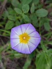 Convolvulus meonanthus