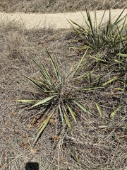 Yucca rupicola