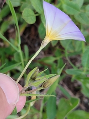 Convolvulus meonanthus