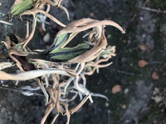 Pyrrosia polydactylos