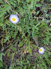 Convolvulus meonanthus