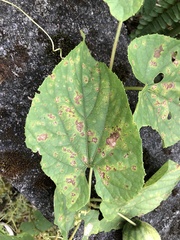 Thladiantha punctata