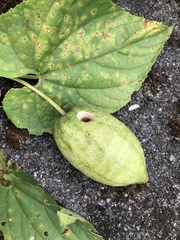 Thladiantha punctata