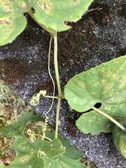 Thladiantha punctata