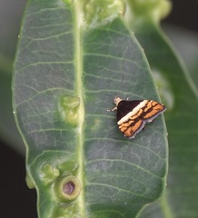 Choreutis xanthogramma