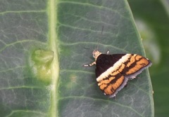 Choreutis xanthogramma