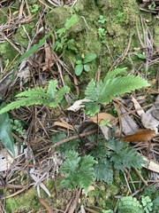 Pteris grevilleana