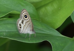 Ypthima stellera