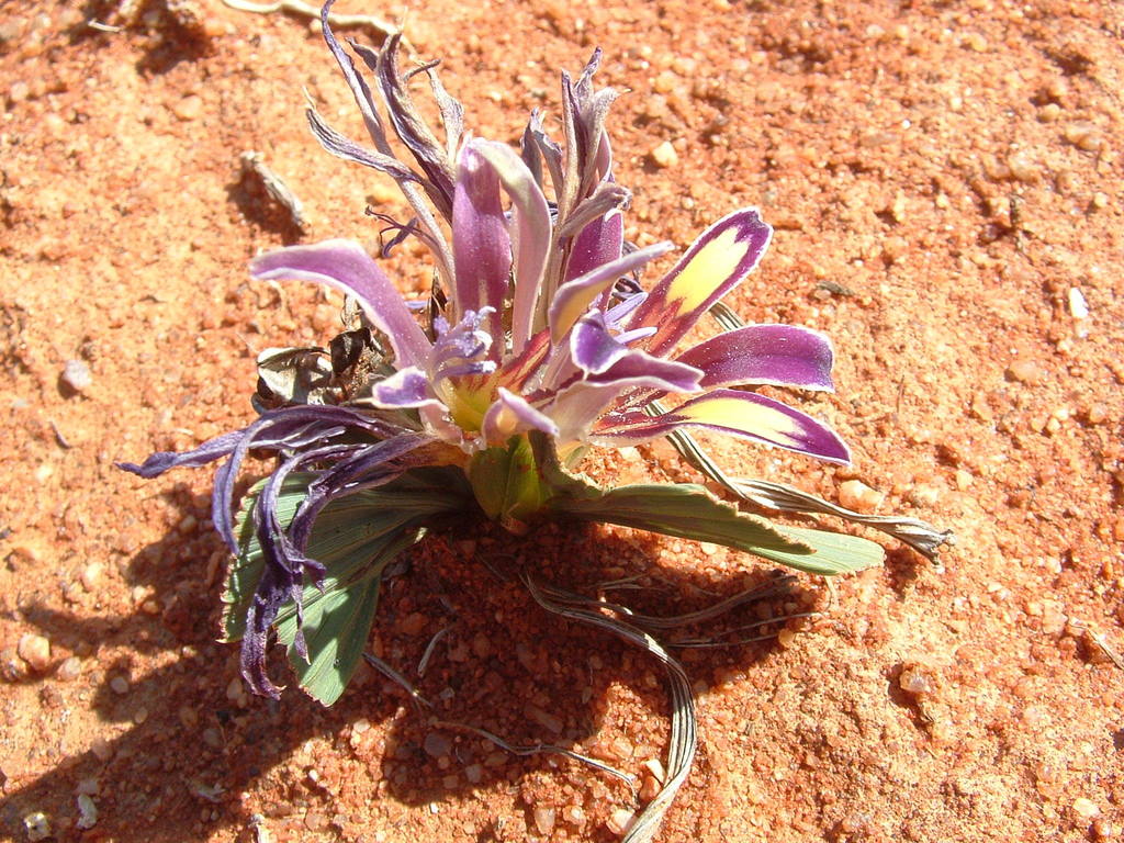 Babiana flabellifolia, West Coast DC, South Africa, Knersvlakte Nature Reserve