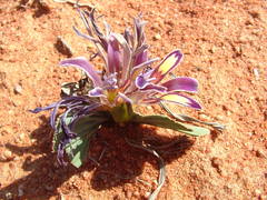 Babiana flabellifolia