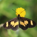 Yellow-banded Acraea - Photo (c) Paolo Candotti, some rights reserved (CC BY-NC), uploaded by Paolo Candotti
