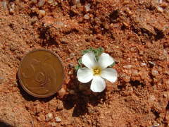 Oxalis lichenoides