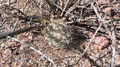 Coryphantha poselgeriana