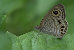 Ypthima stellera