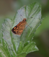 Taractrocera luzonensis