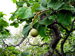 Caryocar brasiliense