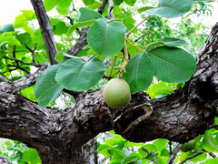Caryocar brasiliense