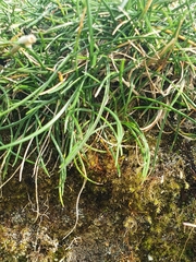 Hennediella heimii