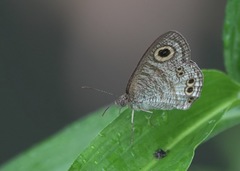 Ypthima stellera