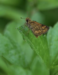Taractrocera luzonensis