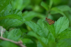 Taractrocera luzonensis