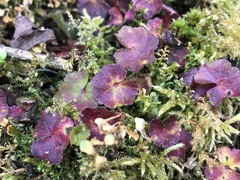 Hydrocotyle setulosa