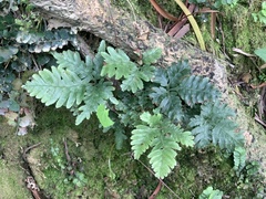 Pteris grevilleana
