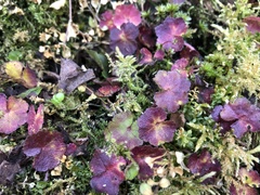 Hydrocotyle setulosa