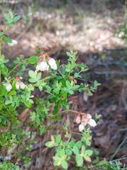 Vaccinium darrowii image