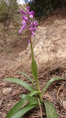 Orchis olbiensis