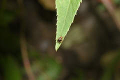 Sabactiopus sauteri