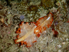 Yungia aurantiaca