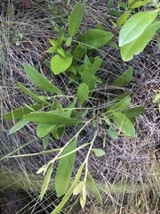 Geobalanus oblongifolius