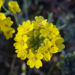 Alyssum montanum