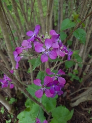 Lunaria annua