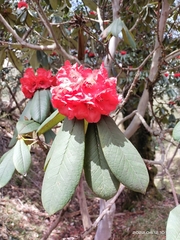 Rhododendron argipeplum