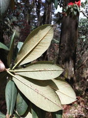 Rhododendron argipeplum