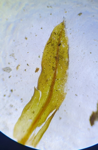 Image of Hennediella heimii by no rights reserved