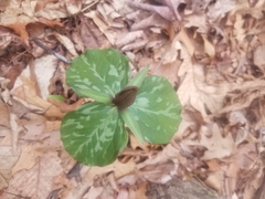 Trillium sessile
