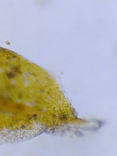 Image of Hennediella heimii by no rights reserved