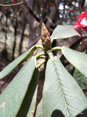 Rhododendron argipeplum