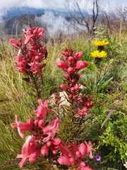 Esterhazya eitenorum