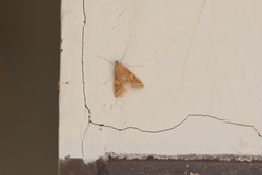 Eoophyla conjunctalis