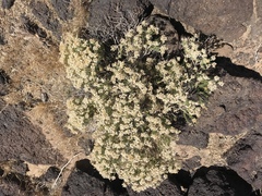Ericameria cooperi cooperi