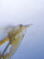 Hennediella heimii