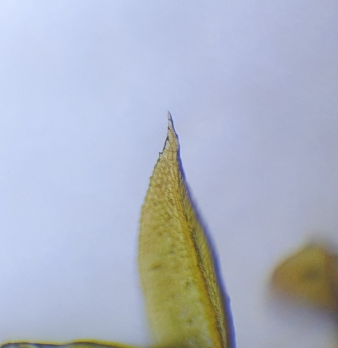 Image of Hennediella heimii by no rights reserved
