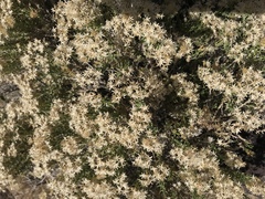 Ericameria cooperi cooperi