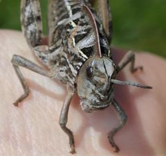 Transvaaliana granulosa